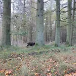 4 Person In Hovborg-by Traum * Hovborg
