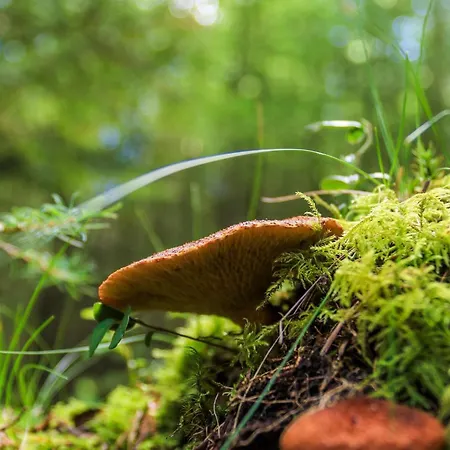 4 Person In Hovborg-by Traum Ховборг