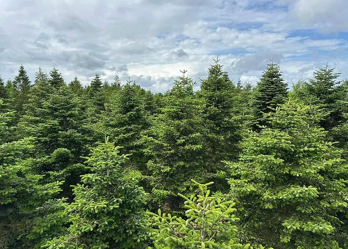 Ferienhaus 4 Person In Hovborg-by Traum *